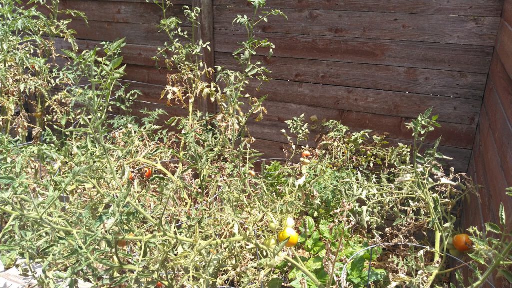 Austin tomato garden