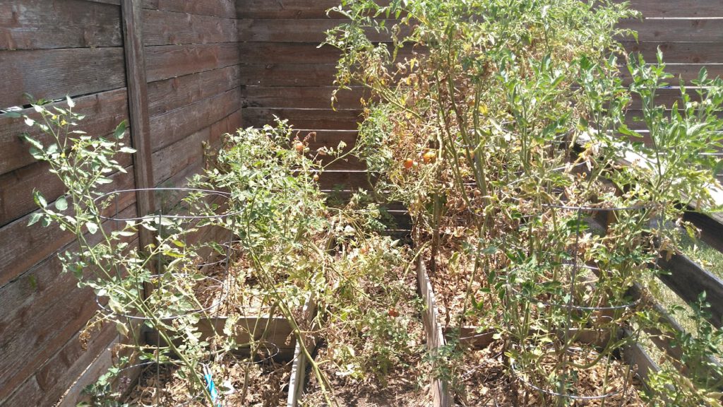 Austin tomato garden